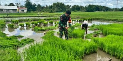 Babinsa Koramil 01/Lewa Bantu Petani Cabut Bibit Padi Di Desa Pulu Panjang