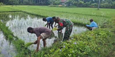 Babinsa Koramil 03/Pahunga Lodu Dampingi Petani Tanam Padi