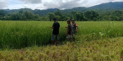 Babinsa Karera Komsos Dengan Petani Padi, Sebagai Wujud Kepedulian Guna Meningkatkan Hasil Pertanian