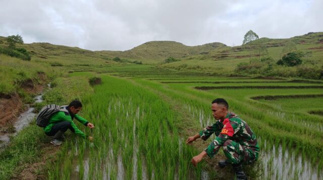 Babinsa Koramil 02/Rindi Umalulu dan Tim PPL Pantau OPT Pada Tanaman Padi