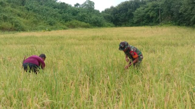 Babinsa Koramil 04/Tabundung Bersama Petani Cek Tanaman Padi Yang Mulai Menguning
