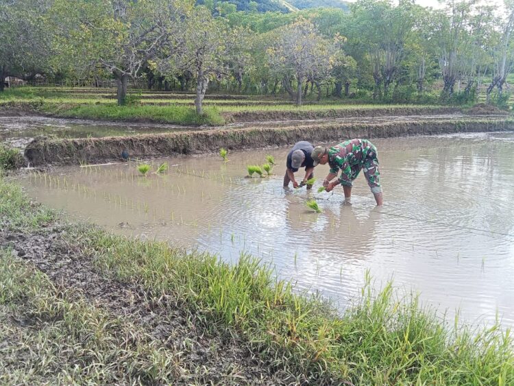 Tingkatkan Ketahanan Pangan, Babinsa Bantu Petani Tanam Padi