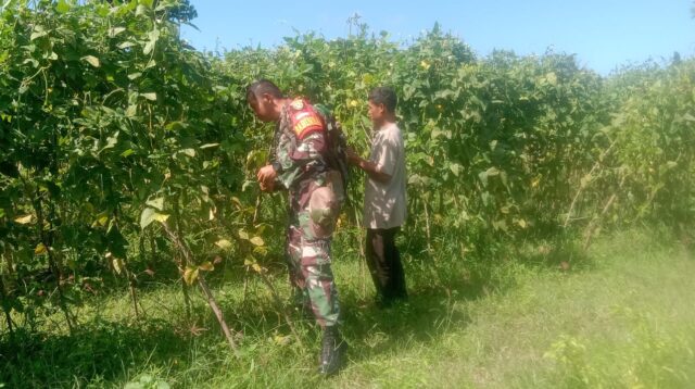 Babinsa Sertu M. Ali Bantu Petani Panen Kacang Panjang Di Kelurahan Malumbi