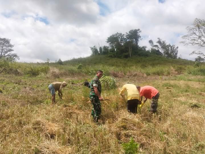 Pelihara Semangat Gotong Royong, Babinsa Koramil 03/Katikutana Panen Padi Bersama Warga Desa Umbu Riri