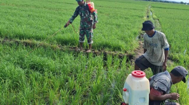 Cegah Hama Datang, Babinsa Pahunga Lodu Bantu Petani Semprot Tanaman Padi