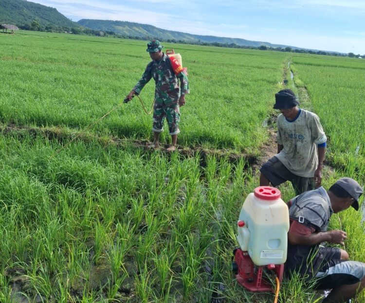 Cegah Hama Datang, Babinsa Pahunga Lodu Bantu Petani Semprot Tanaman Padi