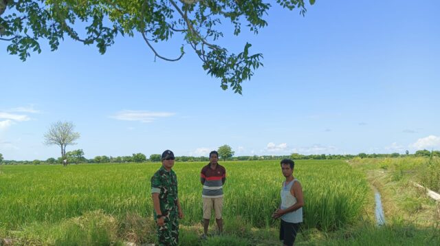 Dampingi Petani, Babinsa Koramil 03/Pahunga Lodu Cek Pertumbuhan Tanaman Padi