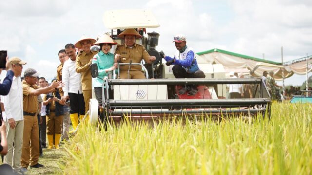 Wakili Sumsel, Petani OKI Panen Raya Serentak Bersama Presiden Secara Virtual