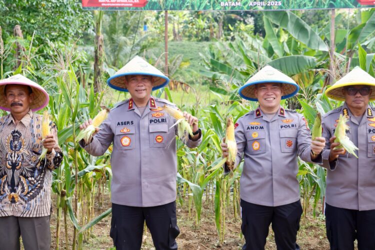 Wujudkan Ketahanan Pangan, Polda Kepri Laksanakan Panen Raya Jagung Manis,