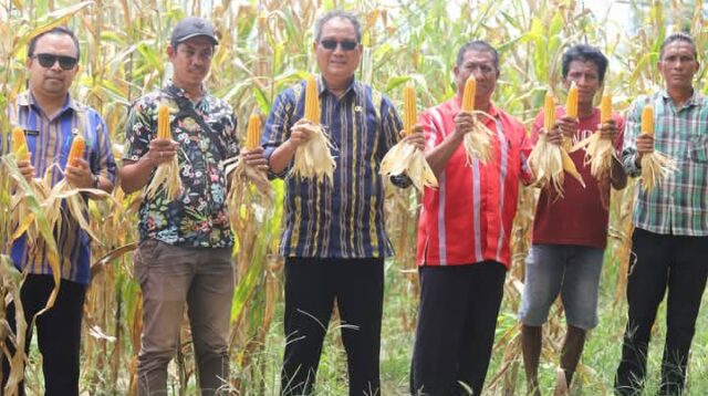 Panen Perdana dI Desa Lenang,Wakil Bupati Sumba Tengah Apresiasi Swadaya Murni Petani