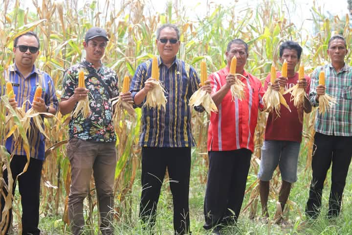 Panen Perdana dI Desa Lenang,Wakil Bupati Sumba Tengah Apresiasi Swadaya Murni Petani