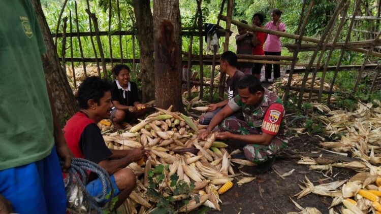 Babinsa Koramil 06/Karera Bantu Petani Panen Jagung Di Desa Binaan Babinsa Koramil 06/Karera Bantu Petani Panen Jagung Di Desa Binaan