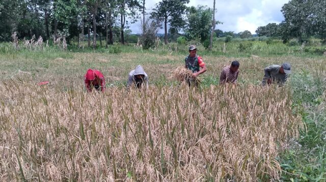 Sukseskan Ketahanan Pangan, Babinsa Koramil 01/Lewa Bantu Petani Panen Padi,