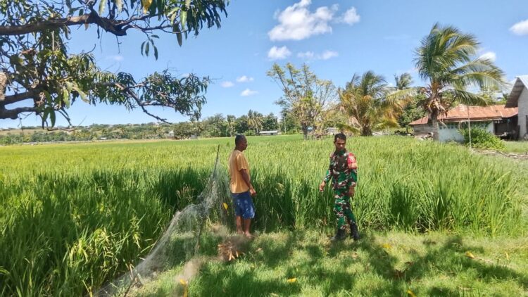 Babinsa Koramil 05/Waingapu Dampingi Petani Cek Hama Tanaman Padi Babinsa Koramil 05/Waingapu Dampingi Petani Cek Hama Tanaman Padi,