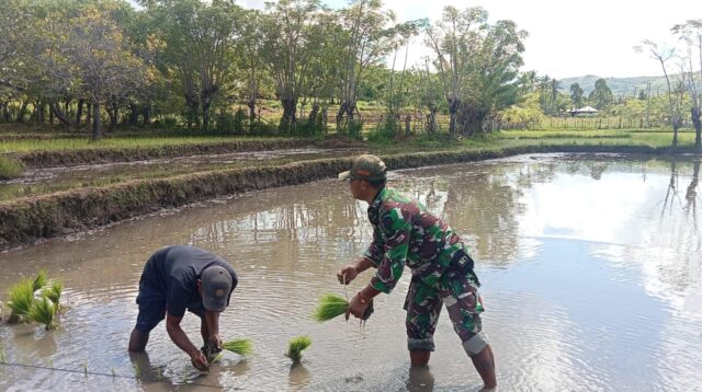 Babinsa Koramil 06/Karera Melaksanakan Pendampingan Membantu Petani Tanam Padi Di Desa Tandula Jangga