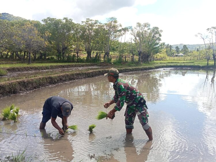 Babinsa Koramil 06/Karera Melaksanakan Pendampingan Membantu Petani Tanam Padi Di Desa Tandula Jangga Babinsa Koramil 06/Karera Melaksanakan Pendampingan Membantu Petani Tanam Padi Di Desa Tandula Jangga