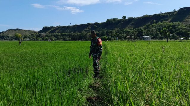 Dampingi petani, Babinsa Koramil 02/Rindi Umalulu Cek Pertumbuhan Tanaman Padi Di Desa Katikuluku