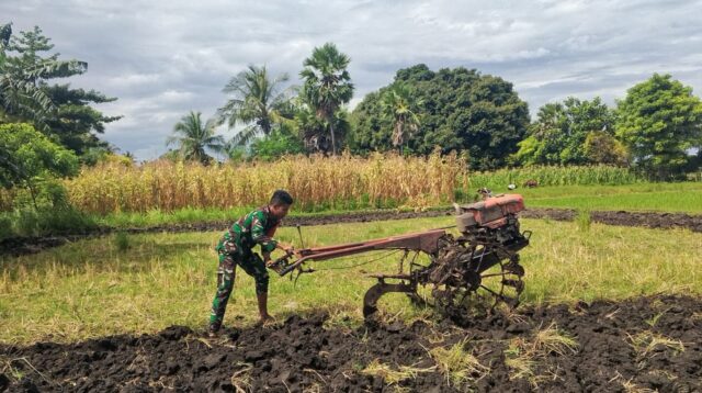 Percepat Masa Tanam Babinsa Koramil 03/Pahunga Lodu Dampingi Petani Olah Sawah Gunakan Traktor