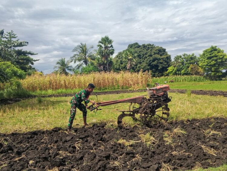 Percepat Masa Tanam Babinsa Koramil 03/Pahunga Lodu Dampingi Petani Olah Sawah Gunakan Traktor Percepat Masa Tanam Babinsa Koramil 03/Pahunga Lodu Dampingi Petani Olah Sawah Gunakan Traktor