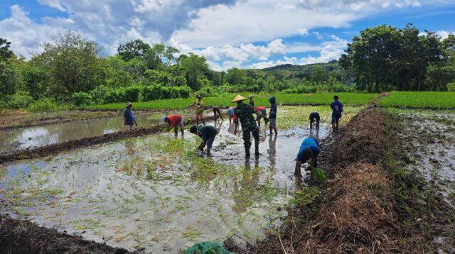 Dengan Semangat, Babinsa Koramil 01/Lewa Turun Kesawah Bantu Petani Tanam Padi