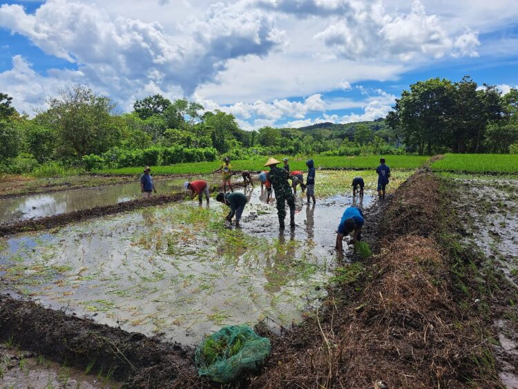 Dengan Semangat, Babinsa Koramil 01/Lewa Turun Kesawah Bantu Petani Tanam Padi Dengan Semangat, Babinsa Koramil 01/Lewa Turun Kesawah Bantu Petani Tanam Padi