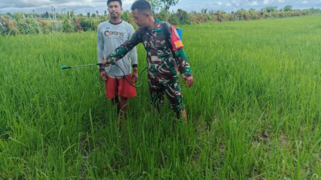 Cegah Hama, Babinsa Rindi Umalulu Dampingi Petani Semprot Tanaman Padi