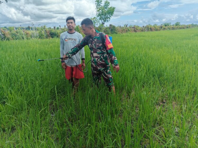 Cegah Hama, Babinsa Rindi Umalulu Dampingi Petani Semprot Tanaman Padi