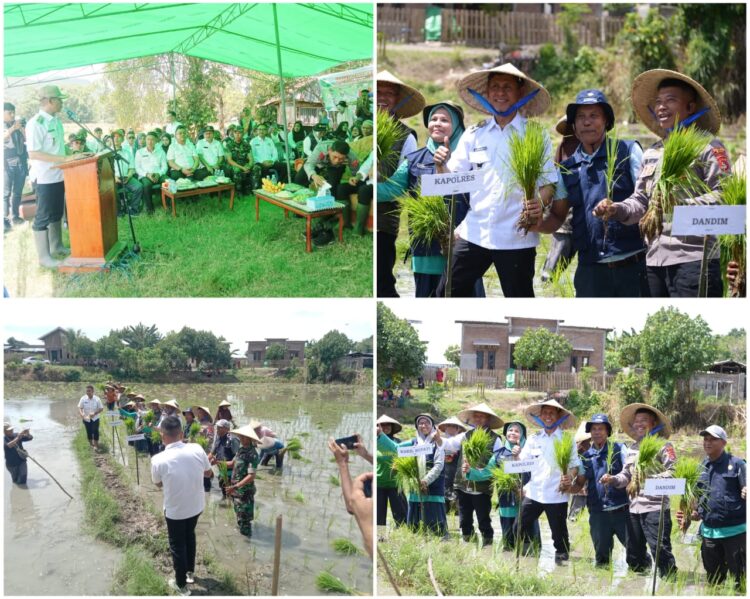 Forkopimda Bima Gelar Tanam Serentak Dukung Astacita Ketahanan Pangan Nasional Forkopimda Bima Gelar Tanam Serentak Dukung Astacita Ketahanan Pangan Nasional