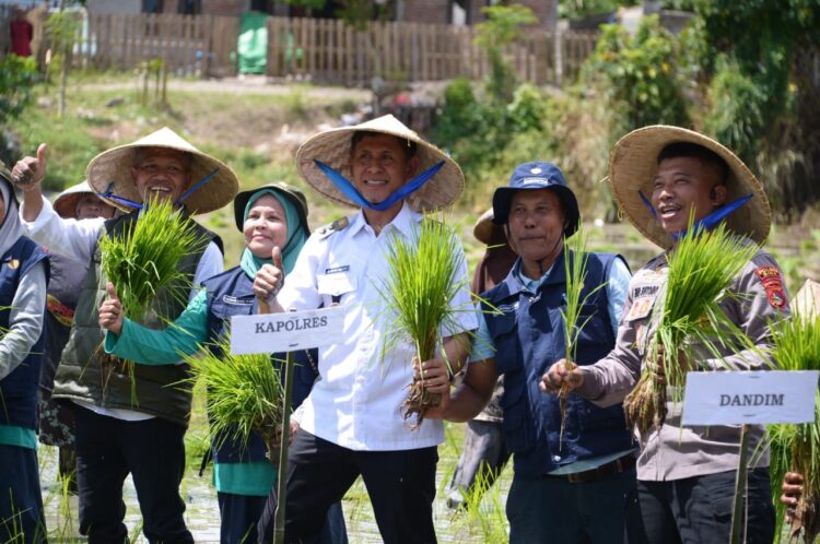 Wabup dr.H. Irfan dan Forkopimda Helat Tanam Padi Serentak Nasional Wabup dr.H. Irfan dan Forkopimda Helat Tanam Padi Serentak Nasional