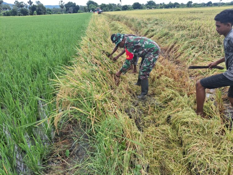 Babinsa Koramil 03/Pahunga Lodu Turun Langsung Ke Sawah Bantu Petani Panen Padi Di Dewa Wulla Babinsa Koramil 03/Pahunga Lodu Turun Langsung Ke Sawah Bantu Petani Panen Padi Di Dewa Wulla