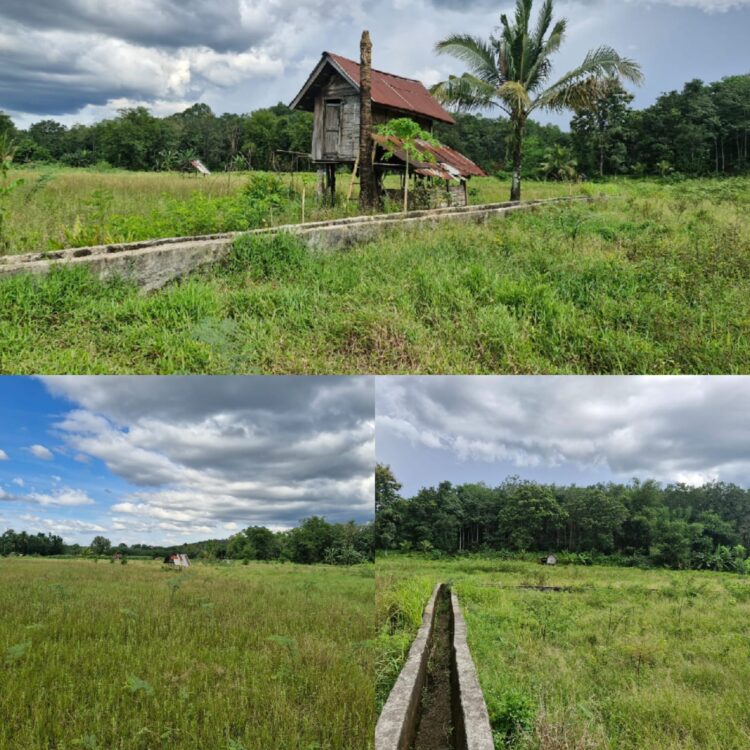Sawah Puluhan Hektar di Muara Temiang Terbengkalai, Petani Harap Perhatian Pemkab