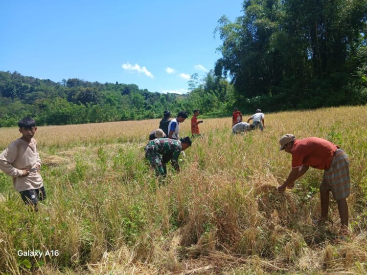 Penuh Semangat Babinsa Koramil 04/Tabundung Bantu Petani Panen Padi