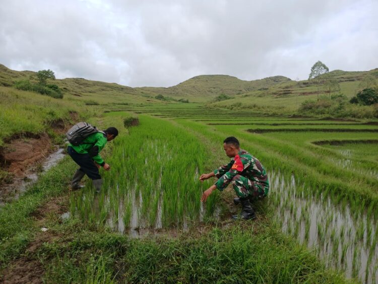 Babinsa Sertu Amos Luta Bersama BPP dan Petani Cek Hama Tanaman Padi