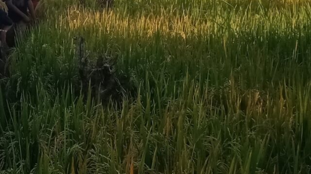 Padi di Sawah Tumbuh Subur, Petani Bahagia