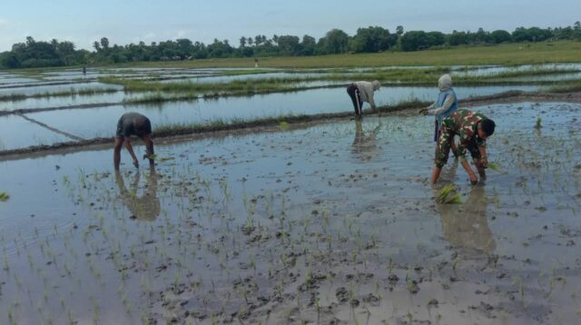 Sukseskan Hanpangan, Babinsa Koramil 03/Pahunga Lodu Bantu Petani Tanam Padi Di Desa Lambakara