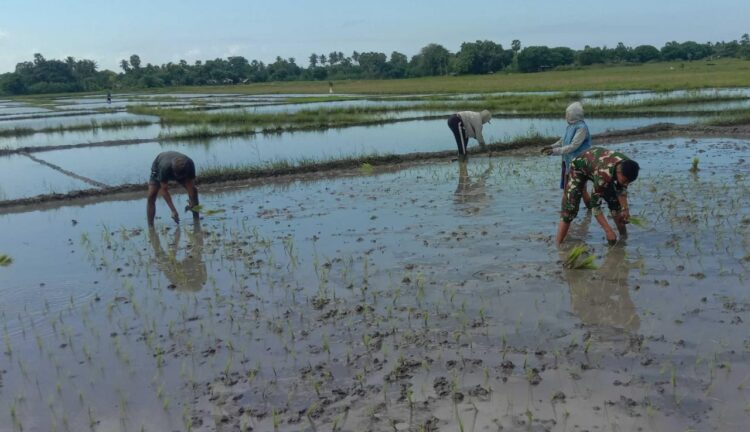 Sukseskan Hanpangan, Babinsa Koramil 03/Pahunga Lodu Bantu Petani Tanam Padi Di Desa Lambakara