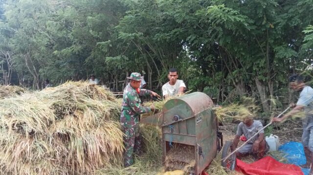 Bentuk Nyata, Babinsa Karera Turun ke Sawah Bantu Petani Merontokkan Padi