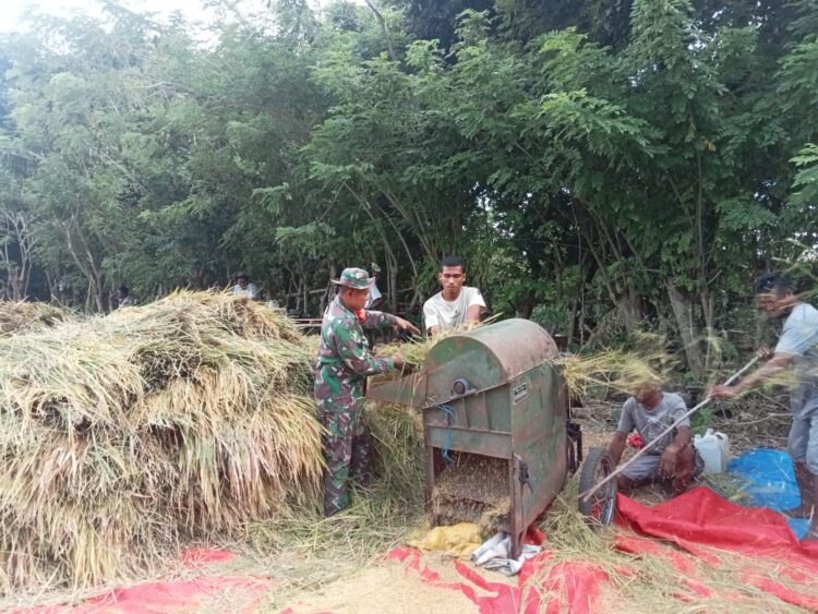 Bentuk Nyata, Babinsa Karera Turun ke Sawah Bantu Petani Merontokkan Padi