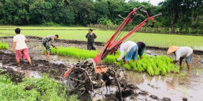 Persiapan Masa Tanam, Babinsa Koramil 06/Karera Bantu Petani Cabut Bibit Padi