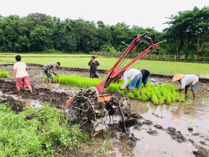 Persiapan Masa Tanam, Babinsa Koramil 06/Karera Bantu Petani Cabut Bibit Padi