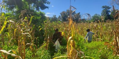 Sukseskan Swasembada Pangan Babinsa Karera Bantu Panen Jagung