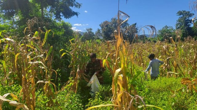 Sukseskan Swasembada Pangan Babinsa Karera Bantu Panen Jagung