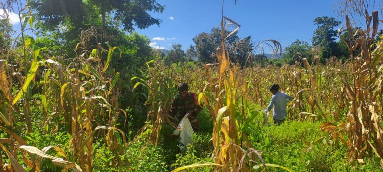 Sukseskan Swasembada Pangan Babinsa Karera Bantu Panen Jagung
