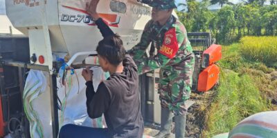 Babinsa Koramil 03/Pahunga Lodu Turun Langsung Ke Sawah Bantu Petani Panen Padi Di Desa Wulla