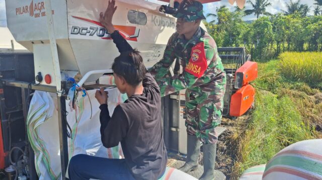 Babinsa Koramil 03/Pahunga Lodu Turun Langsung Ke Sawah Bantu Petani Panen Padi Di Desa Wulla