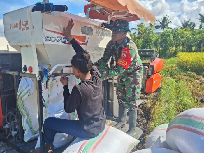 Babinsa Koramil 03/Pahunga Lodu Turun Langsung Ke Sawah Bantu Petani Panen Padi Di Desa Wulla