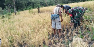 Dukung Program Hanpangan, Babinsa Koramil 04/Tabundung Bantu Petani Panen Padi