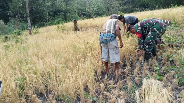 Dukung Program Hanpangan, Babinsa Koramil 04/Tabundung Bantu Petani Panen Padi