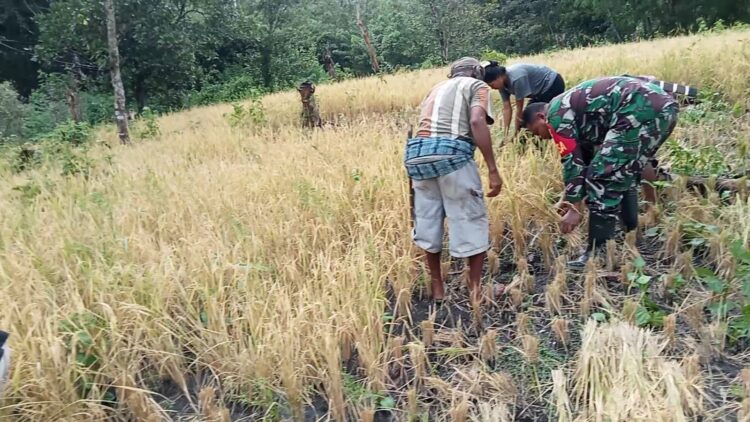 Dukung Program Hanpangan, Babinsa Koramil 04/Tabundung Bantu Petani Panen Padi