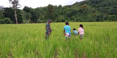 Terjun Langsung ke Sawah, Babinsa Tabundung Bantu Petani Penyiangan Rumput Di Desa Wudipandak